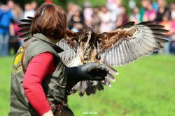 grugapark-greifvogelschau-2012-04-379