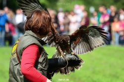 grugapark-greifvogelschau-2012-04-380