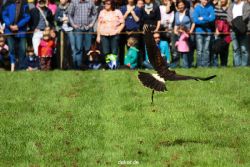 grugapark-greifvogelschau-2012-04-382
