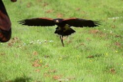 grugapark-greifvogelschau-2012-04-383
