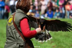 grugapark-greifvogelschau-2012-04-384