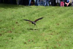 grugapark-greifvogelschau-2012-04-385