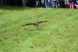 grugapark-greifvogelschau-2012-04-386