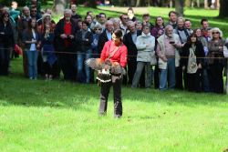 grugapark-greifvogelschau-2012-04-389