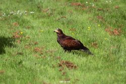 grugapark-greifvogelschau-2012-04-390