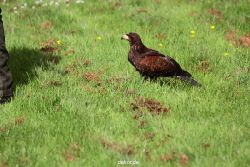 grugapark-greifvogelschau-2012-04-391