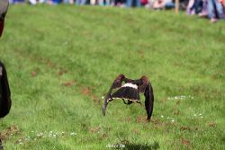 grugapark-greifvogelschau-2012-04-393