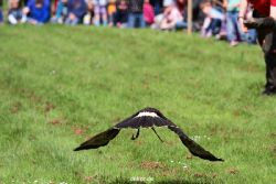 grugapark-greifvogelschau-2012-04-394