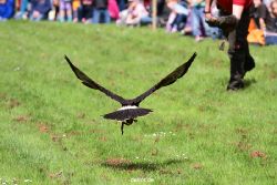 grugapark-greifvogelschau-2012-04-395