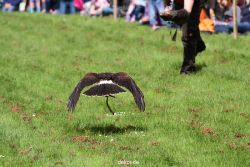 grugapark-greifvogelschau-2012-04-396