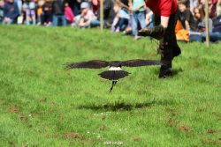 grugapark-greifvogelschau-2012-04-397