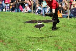 grugapark-greifvogelschau-2012-04-398
