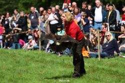 grugapark-greifvogelschau-2012-04-402