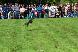 grugapark-greifvogelschau-2012-04-403