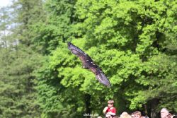 grugapark-greifvogelschau-2012-04-404