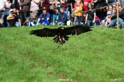 grugapark-greifvogelschau-2012-04-405