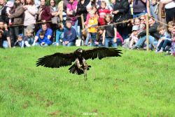grugapark-greifvogelschau-2012-04-406
