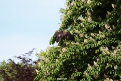 grugapark-greifvogelschau-2012-04-407