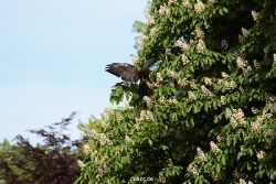 grugapark-greifvogelschau-2012-04-408