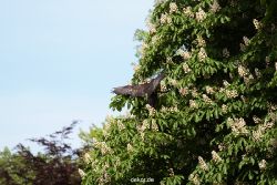 grugapark-greifvogelschau-2012-04-409