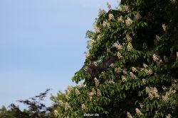 grugapark-greifvogelschau-2012-04-410