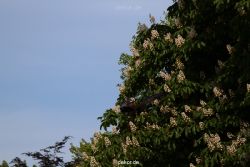 grugapark-greifvogelschau-2012-04-411