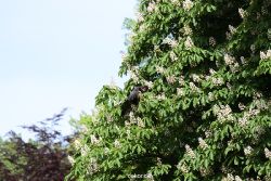 grugapark-greifvogelschau-2012-04-412