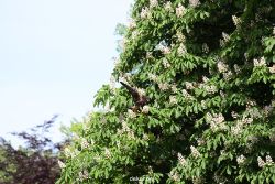 grugapark-greifvogelschau-2012-04-413