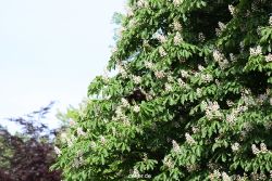grugapark-greifvogelschau-2012-04-415