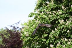 grugapark-greifvogelschau-2012-04-417