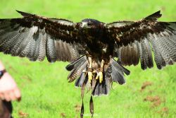 grugapark-greifvogelschau-2012-04-418
