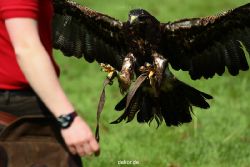 grugapark-greifvogelschau-2012-04-419