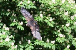 grugapark-greifvogelschau-2012-04-420