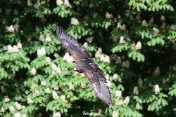 grugapark-greifvogelschau-2012-04-421