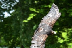 grugapark-greifvogelschau-2012-04-423
