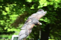 grugapark-greifvogelschau-2012-04-424