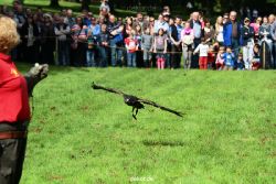 grugapark-greifvogelschau-2012-04-425