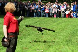 grugapark-greifvogelschau-2012-04-426