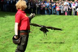 grugapark-greifvogelschau-2012-04-427