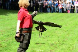 grugapark-greifvogelschau-2012-04-428