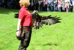 grugapark-greifvogelschau-2012-04-429