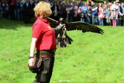 grugapark-greifvogelschau-2012-04-430