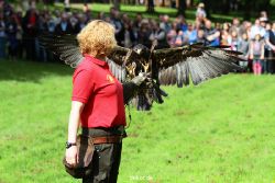 grugapark-greifvogelschau-2012-04-431