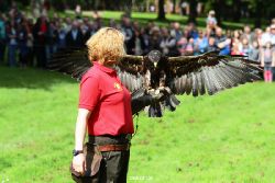 grugapark-greifvogelschau-2012-04-432