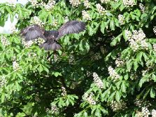 grugapark-greifvogelschau-2012-04-435