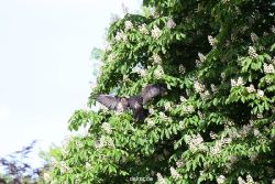 grugapark-greifvogelschau-2012-04-436