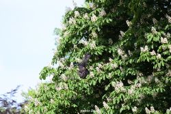 grugapark-greifvogelschau-2012-04-437