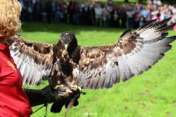 grugapark-greifvogelschau-2012-04-438