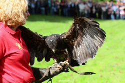 grugapark-greifvogelschau-2012-04-439