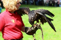 grugapark-greifvogelschau-2012-04-440